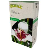 Tigridia Heritage McKensie - 8 Bulbs - 5 to 7 cm - White