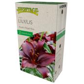 McKensie Royal Kiss Lilium - 2 Bulbs - 14-16 cm - Violet