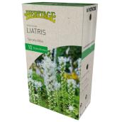 Liatris Alba Spicata, McKenzie, 10 bulbes, 8-10 cm, blanc