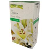 McKenzie Lily Chill Out - 2 Bulbs 14-16 cm - White and Yellow