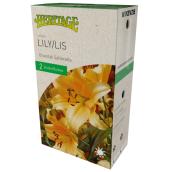 Lys Saltorello McKenzie, 2 bulbes, 14 à 16 cm, jaune