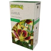 Lys Easy Dance McKenzie, 2 bulbes, 14-16 cm, jaune et violet