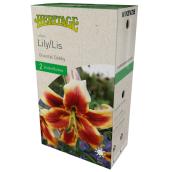 McKensie Debbie Lily - 2 Bulbs - 14-16 cm - Yellow-Red