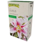 Lys Mona Lisa McKenzie, 2 bulbes, 14-16 cm, rose et blanc