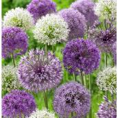 Mélange de bulbes d'Allium McKenzie, 10 à 12 cm
