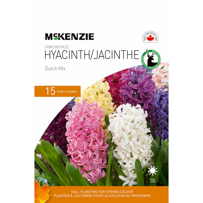 Bulbes de jacinthes de McKenzie, mélange Dutch, 15-16 cm, paquet de 15  141332 | RONA