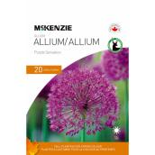 Bulbes d'alliums Purple Sensation de McKenzie, 12 cm, paquet de 20