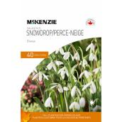 Galanthus 20-Pack Snowdrop Elwesii Bulbs