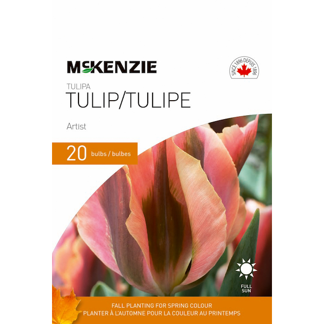 Tulipes McKenzie Artist, 20 bulbes 141345