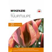 McKenzie 20 Bulbs Artist Tulips