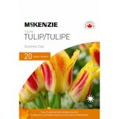McKenzie 20 Bulbs Sunshine Club Tulips