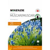 MCKENZIE Muscari Armeniacum Bulbs 6-in - Pack of 25