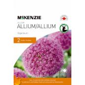 MCKENZIE Allium Bulbs Giganteum Violet 48-in - Pack-2