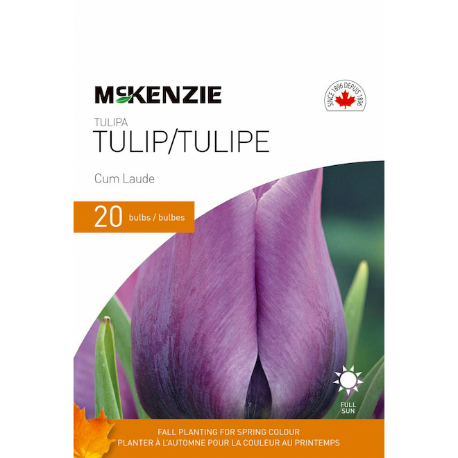 Bulbes de tulipes MCKENZIE Cum Laude, violet, paquet de 20 141378