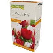 MCKENZIE Tulip Bulbs Love Circle - Pack of 10