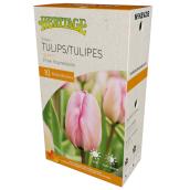 MCKENZIE Tulip Bulbs Pink Impression - Pack of 10
