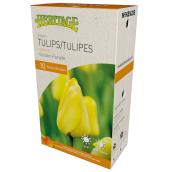 MCKENZIE Tulips Bulbs Golden Parade 10-Pack