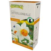 MCKENZIE Daffodil Accent White 12-14 cm - Pack of 9