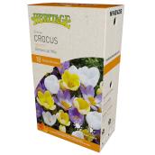 MCKENZIE Crocus Bulbs Botanical Mix 3-in - Pack-18