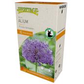 MCKENZIE Allium Bulbs Purple Sensation 10-12 cm - Pack-10