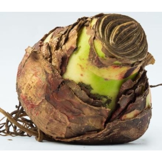 McKenzie Indoor Amaryllis Double Dragon - Deep Red Colour - Oversized Bulb