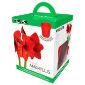 Trousse avec bulbe intérieur d'amaryllis Red Lion de McKenzie, paquet de 1