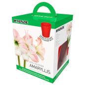 McKenzie 1-Pack Indoor Amaryllis Apple Blossom Bulb Kit - White and Pink