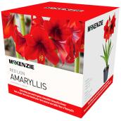 McKenzie Red Lion Amaryllis Bulb Kit - Bright Red - Oversized Bulb