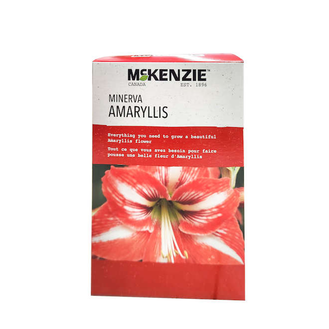 McKenzie Assorted Fall Bulbs Kits - Red and White