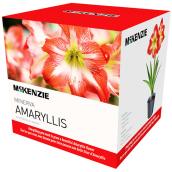 McKenzie 1-Pack Indoor Amaryllis Minerva Bulb Kit - Red and White - Oversized Bulb