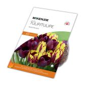 Bulbes de tulipe Moment Merlot de MCKENZIE 18 po, paquet de 40