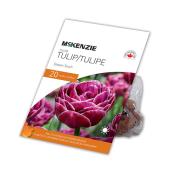 MCKENZIE Tulip Bulbs Dream Touch Purple Flames 20-in - Pack of 20