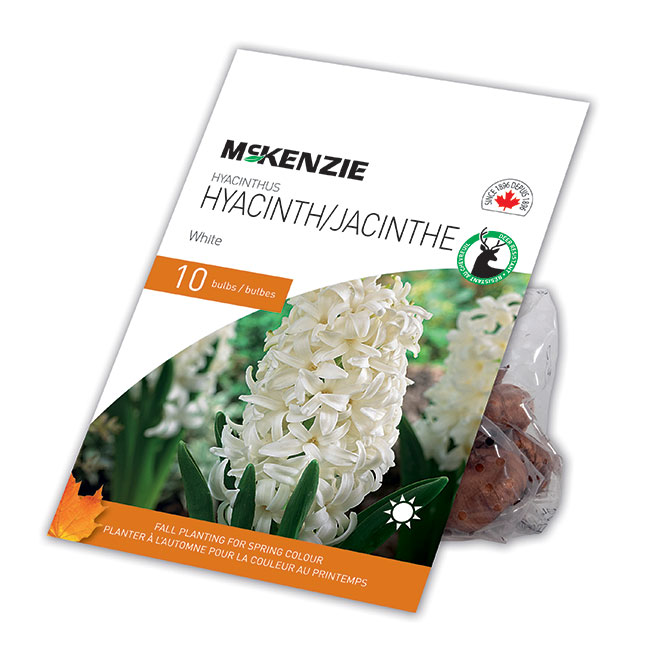 Bulbes de Jacinthe MCKENZIE blanche 10 po, paquet de 10 141897 | RONA