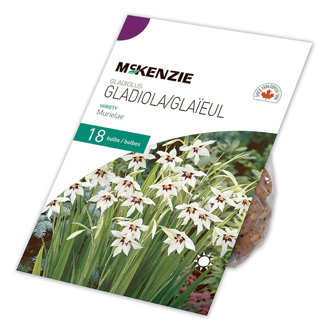McKenzie Gladiola Bulbs Murielae Variety - Pack of 18 Bulbs