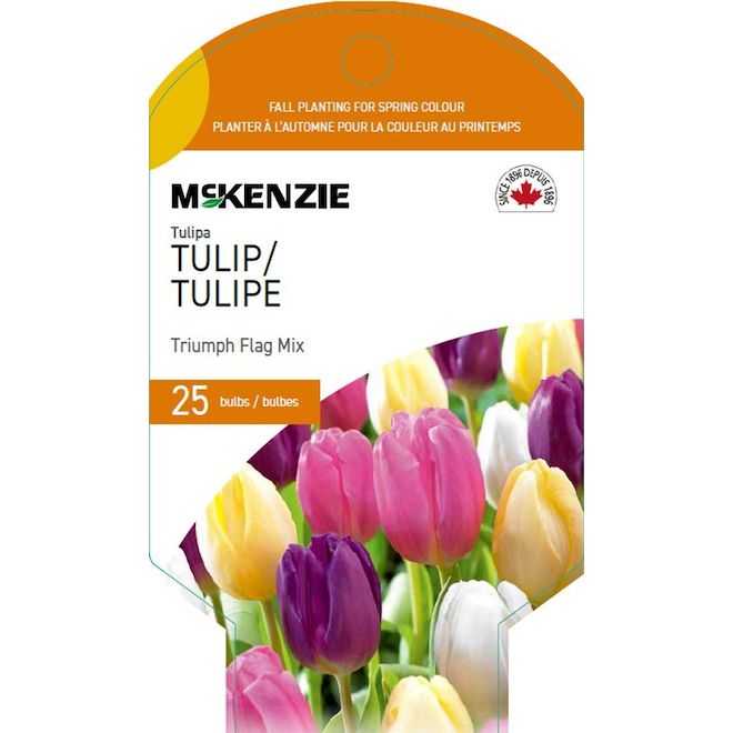 McKenzie Triumph Flag Tulip Bulbs Fall Planting Pack of 25 142632 RONA