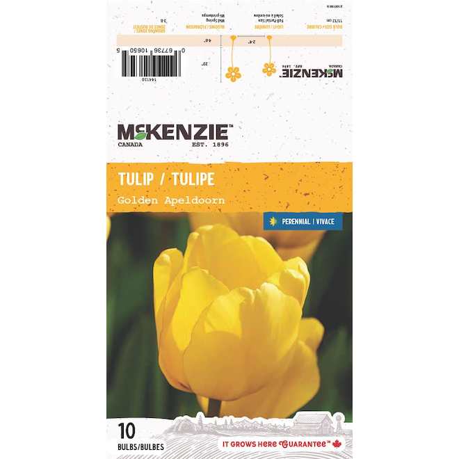 McKenzie Golden Apeldoorn Tulip - Pack of 10 Bulbs