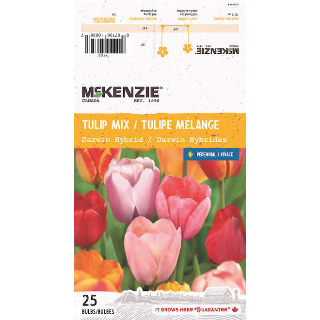 McKenzie Darwin Hybrid Tulip Mix - Pack of 25 Bulbs