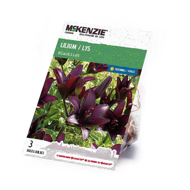 McKenzie Lilium Bulbs Blacklist Variety - Pack of 3 Bulbs