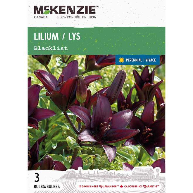 McKenzie Lilium Bulbs Blacklist Variety - Pack of 3 Bulbs