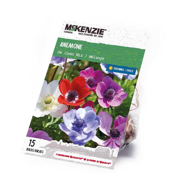 McKenzie Anemone Bulbs de Caen Mix - Pack of 15 Bulbs