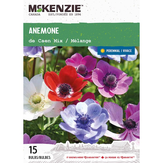 McKenzie Anemone Bulbs de Caen Mix - Pack of 15 Bulbs