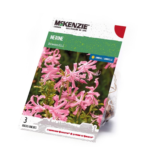 McKenzie Nerine Bulbs Bowendii Variety - Pack of 3 Bulbs
