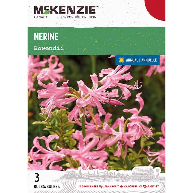 McKenzie Nerine Bulbs Bowendii Variety - Pack of 3 Bulbs