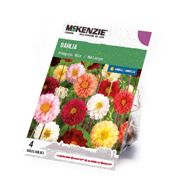 McKenzie Dahlia Bulb Pompon Mix - Pack of 4 Bulbs