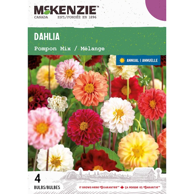 McKenzie Dahlia Bulb Pompon Mix - Pack of 4 Bulbs
