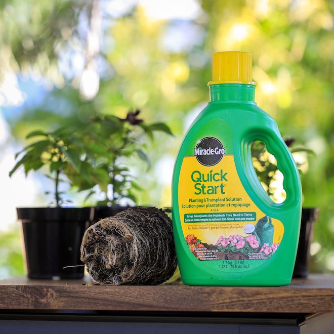 Engrais de plantation et repiquage liquide Quick Start de Miracle-Gro 4-12-4, 1,42 L