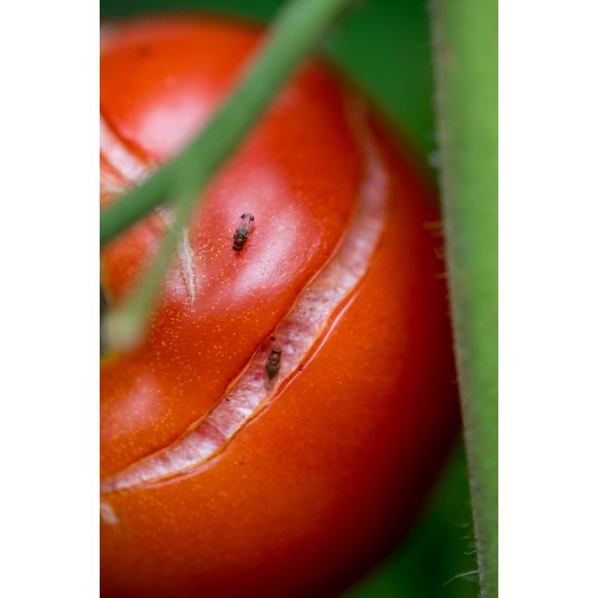 Ortho Bug BGon Eco 1-L Ready-to-Use Insecticide Soap for Plants