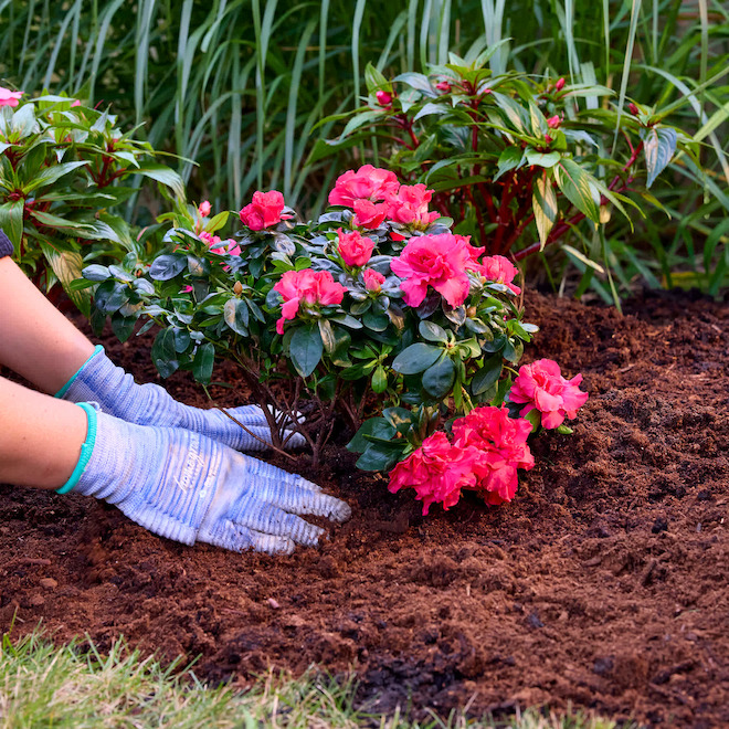 MiracleGro Sphagnum Peat Moss Enriched Canadian - 50-L