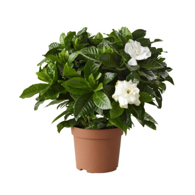 Entreprises Marsolais - Gardenia - 6'' - White