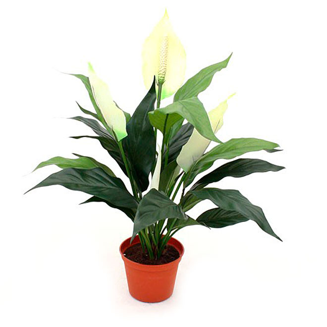 Spathiphyllum, 4" Planter - White